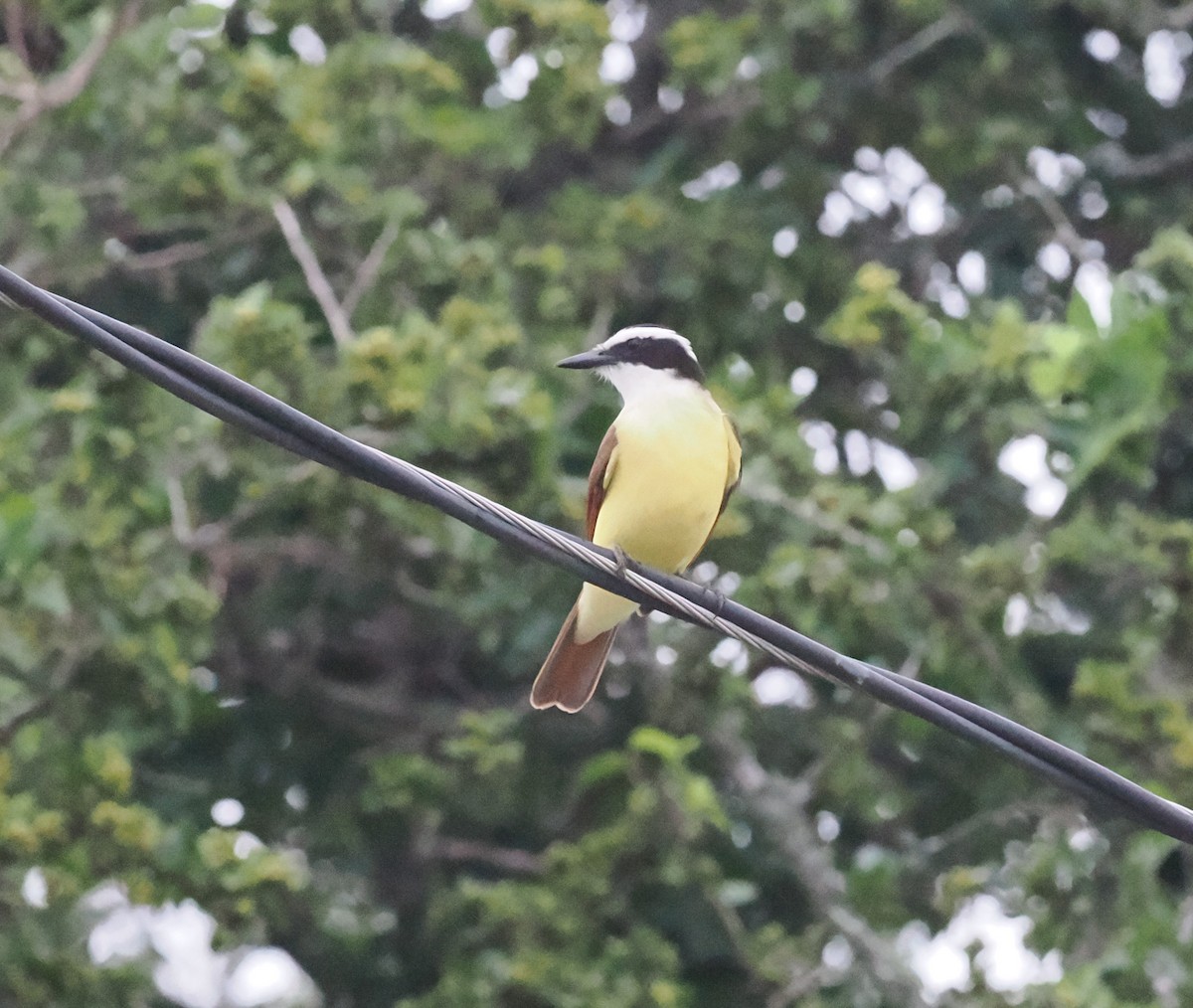 Great Kiskadee - ML618133970