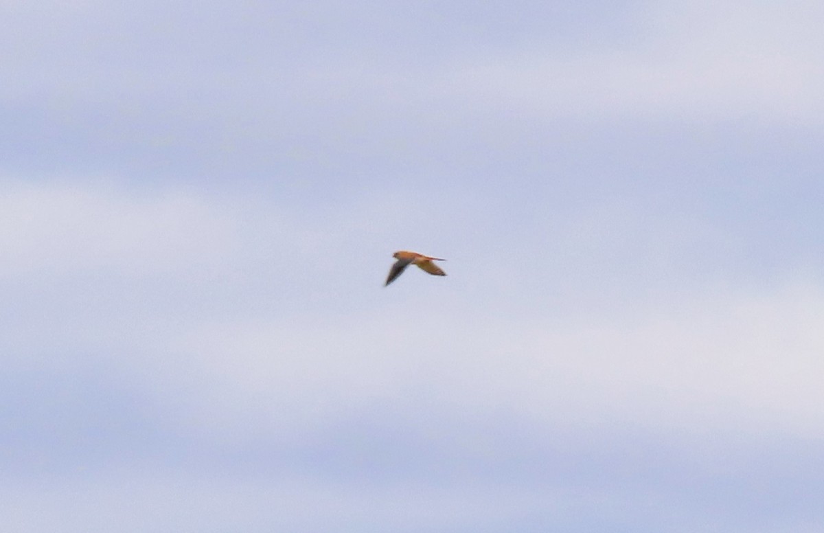 American Kestrel - Alfred Scott