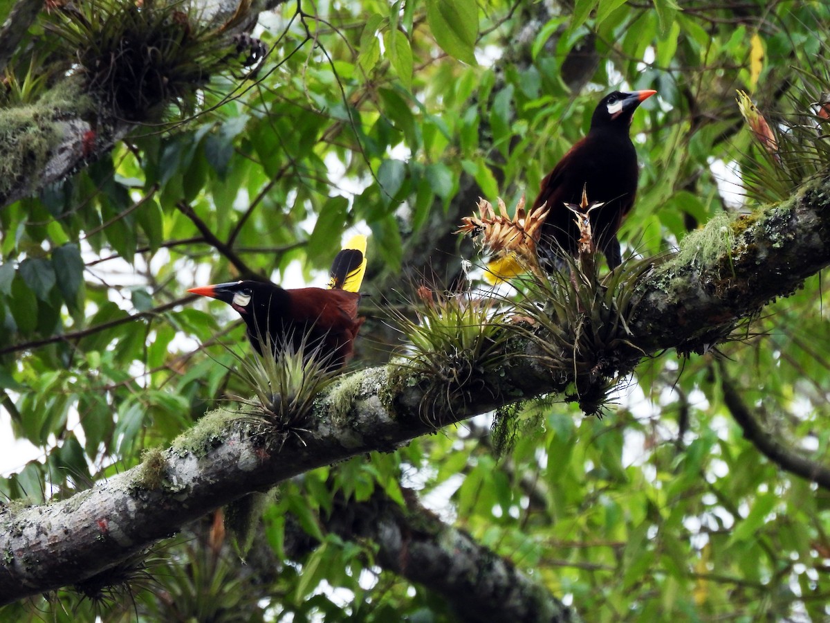 Montezuma Oropendola - Marilyn Ureña