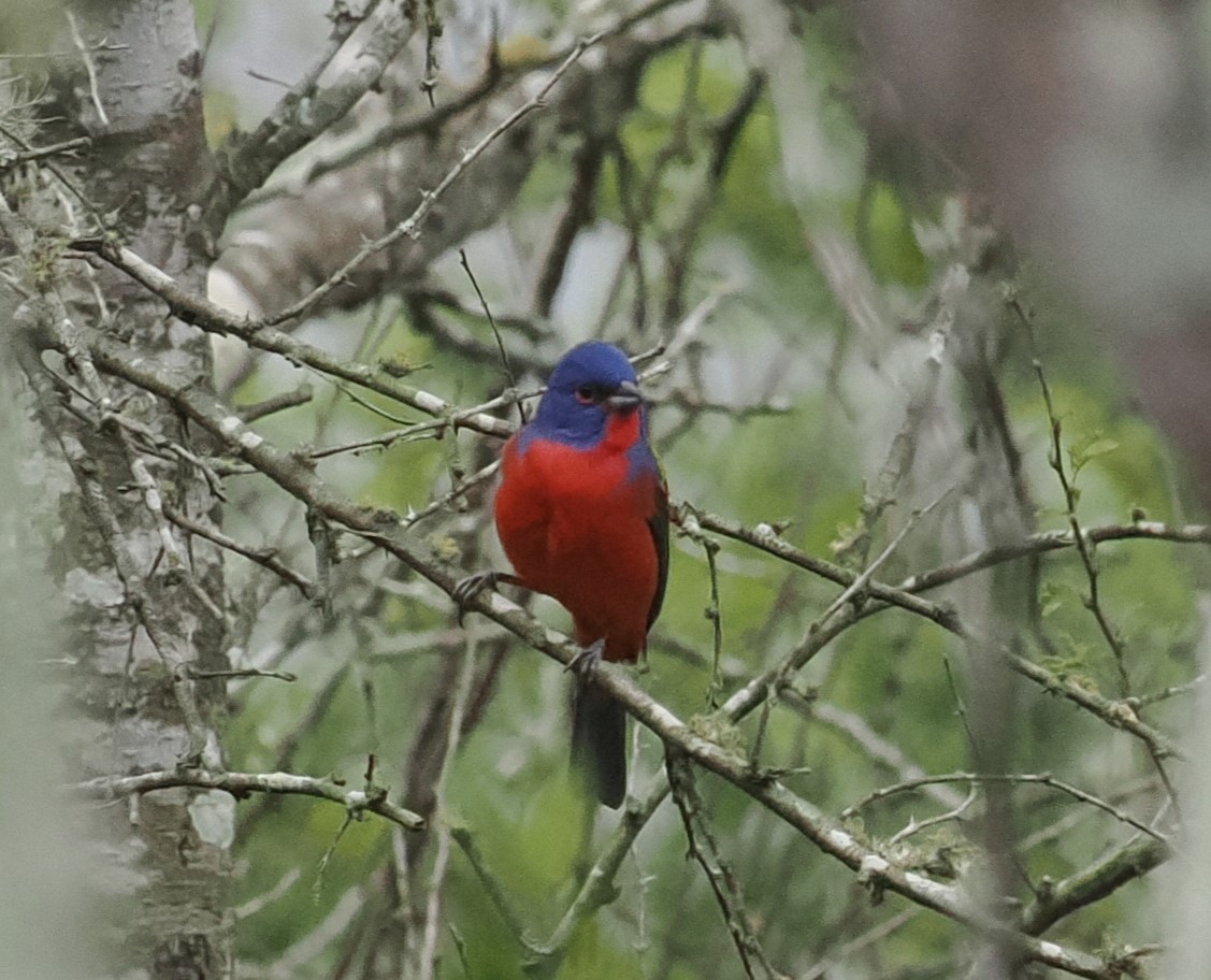 Painted Bunting - Mark Stevenson