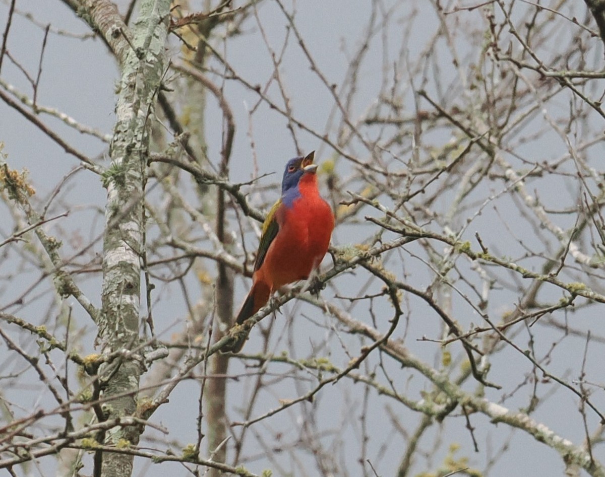 Painted Bunting - Mark Stevenson