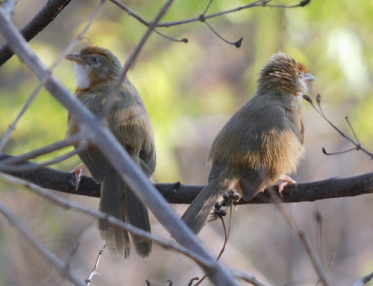 Tawny-bellied Babbler - Santharam V