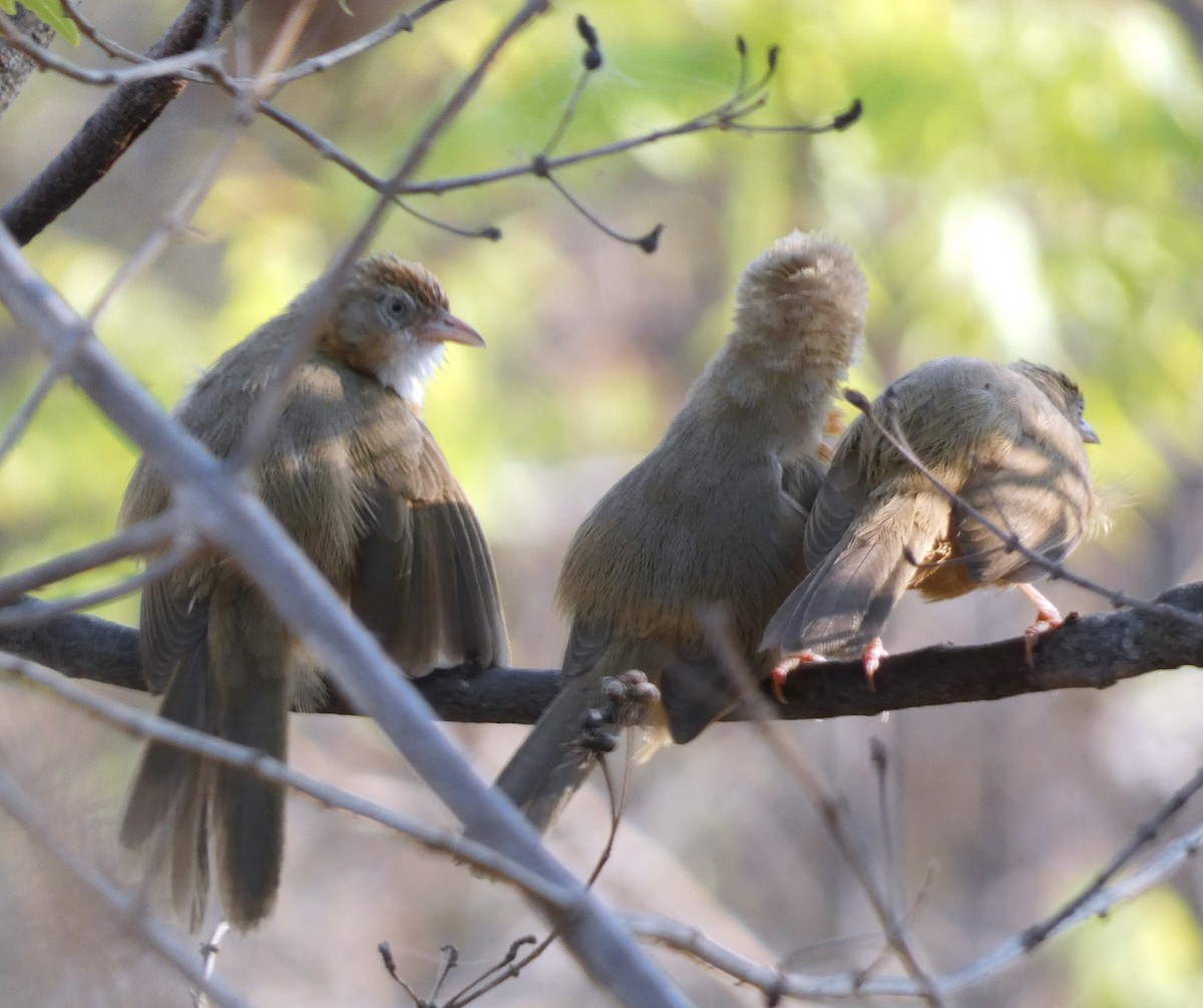 Tawny-bellied Babbler - Santharam V