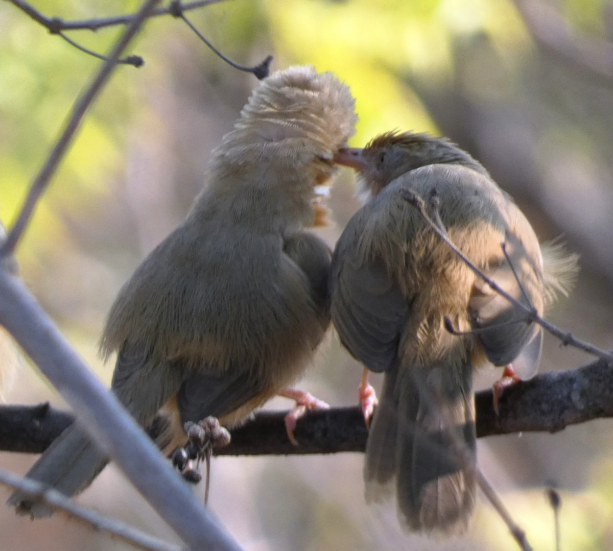 Tawny-bellied Babbler - Santharam V