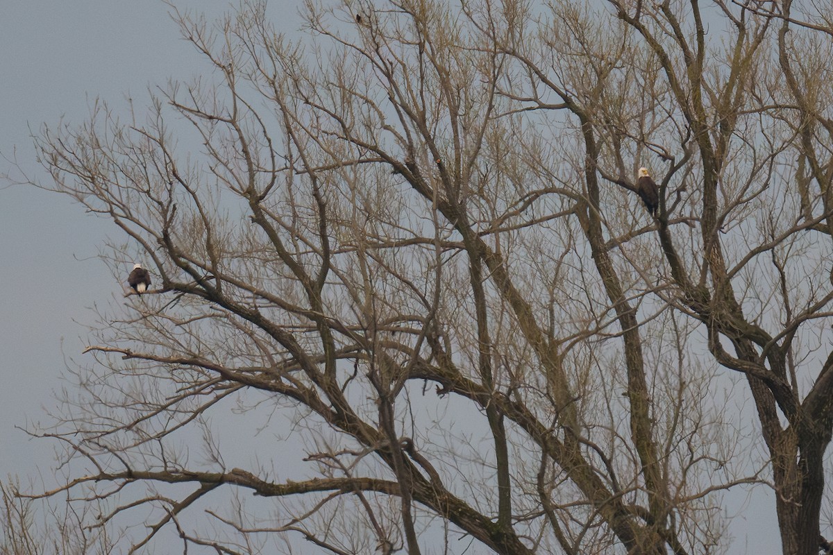 Bald Eagle - Robert Lussier