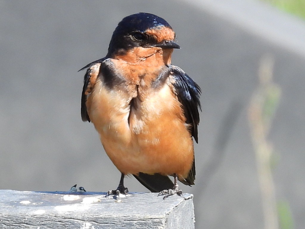 Barn Swallow - Dave Ball