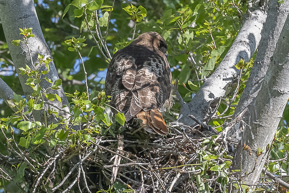 Red-tailed Hawk - James McNamara