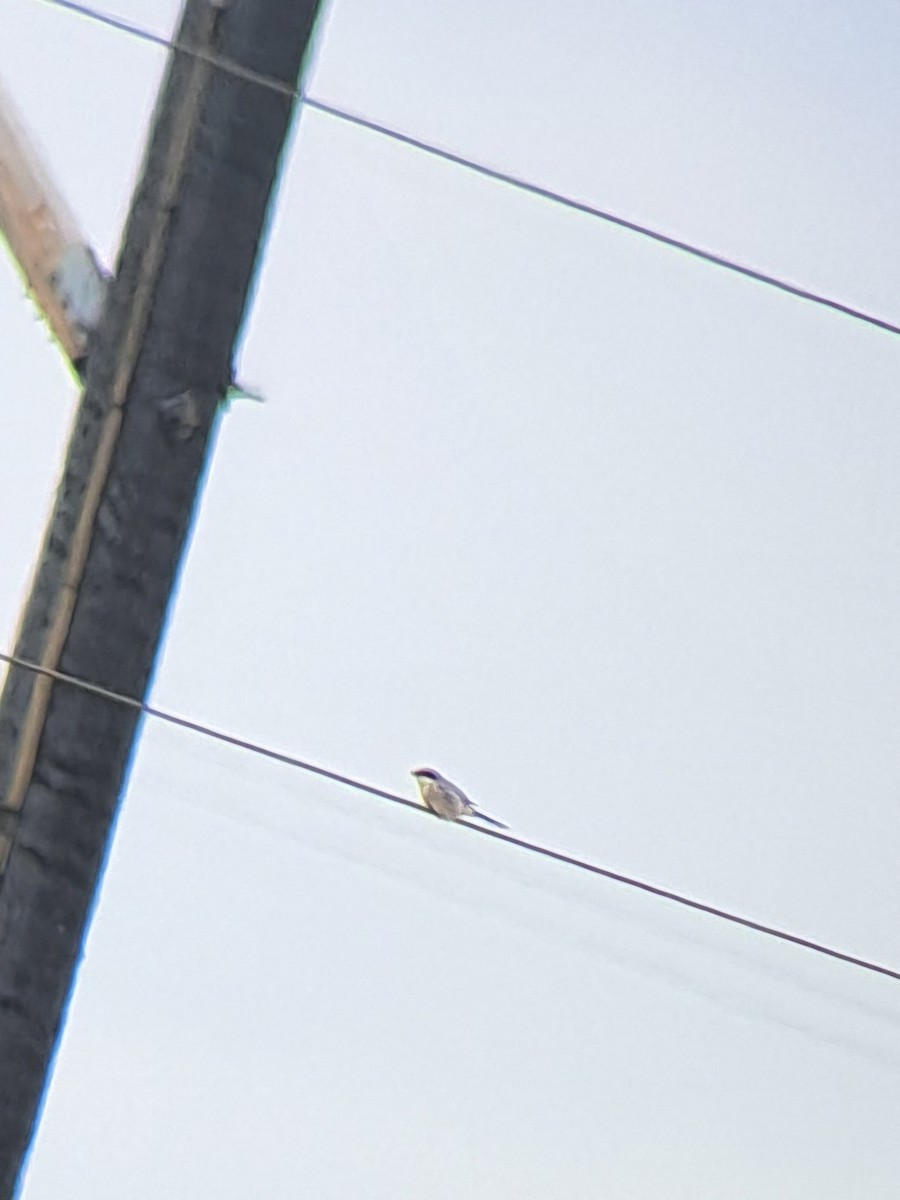 Loggerhead Shrike - Diane Bricmont