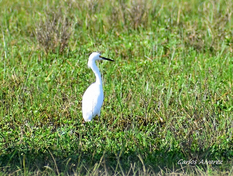 Snowy Egret - Carlos  Alvarez