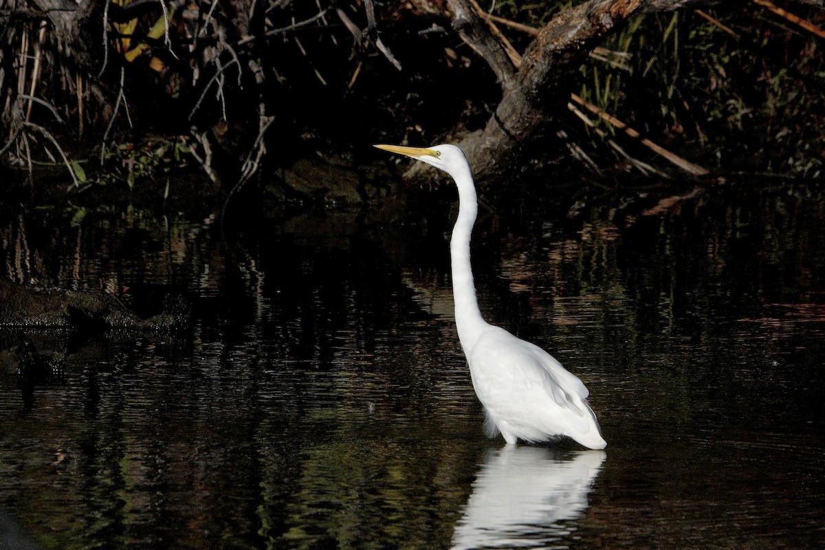 Great Egret - Bill Cash