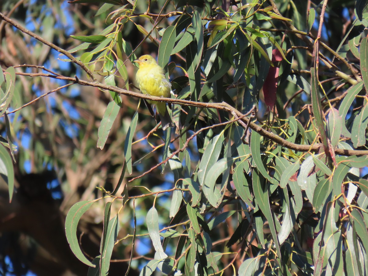 Western Tanager - Erica Rutherford/ John Colbert