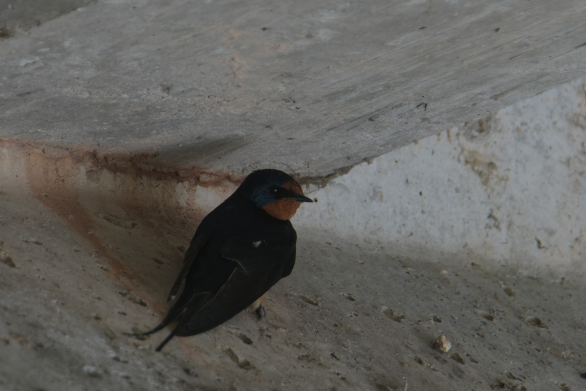 Barn Swallow - Cathy Del Valle