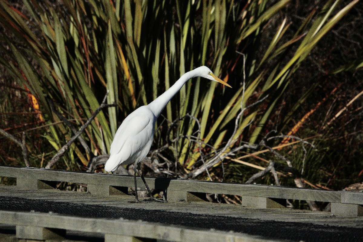 Great Egret - Bill Cash