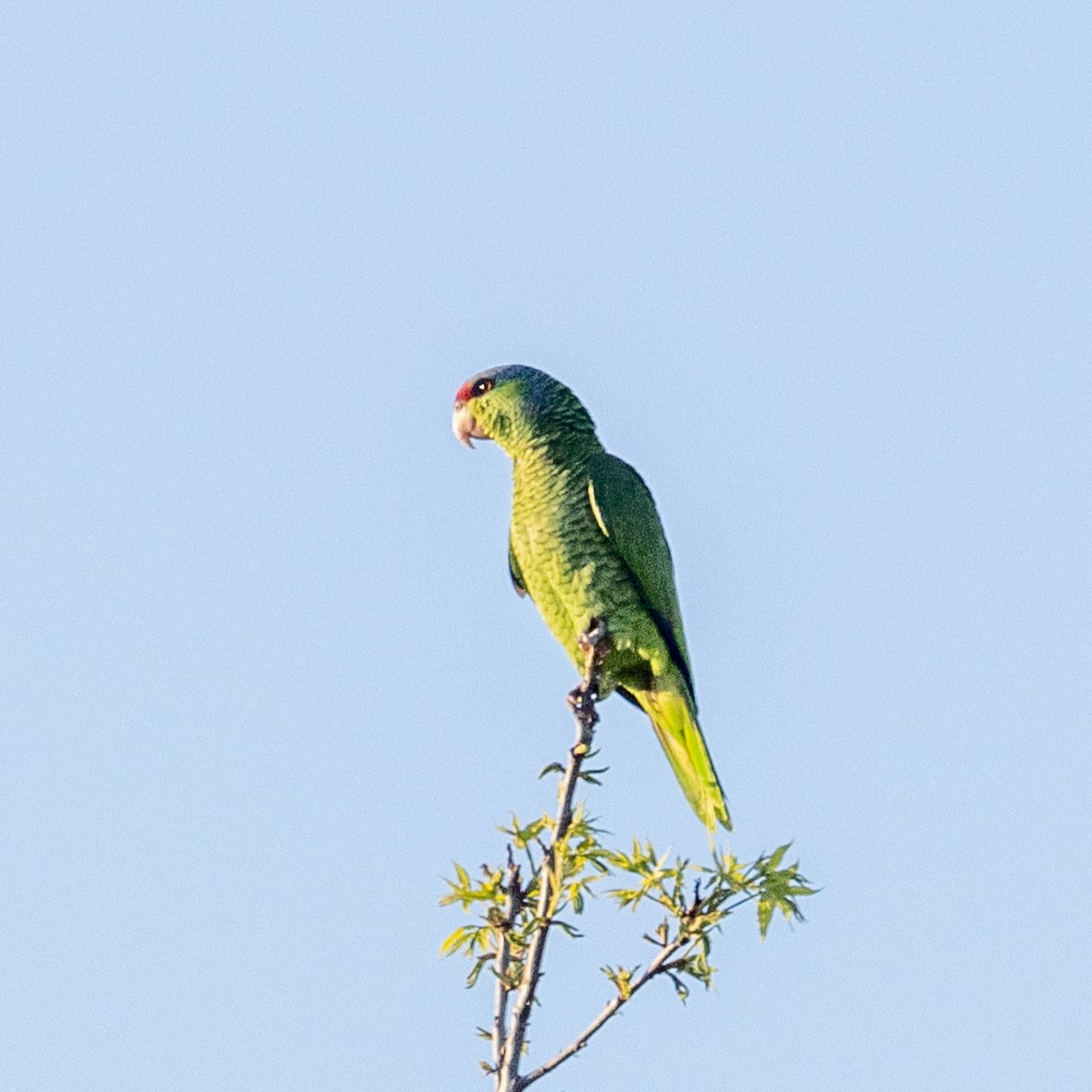 Red-crowned Amazon - Philip Kline