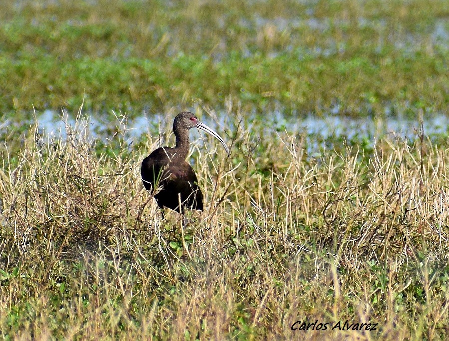 White-faced Ibis - Carlos  Alvarez