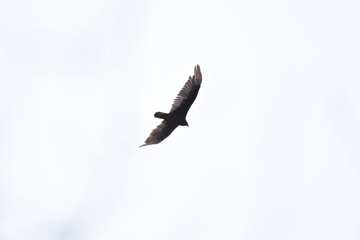 Turkey Vulture - Zachary Peterson