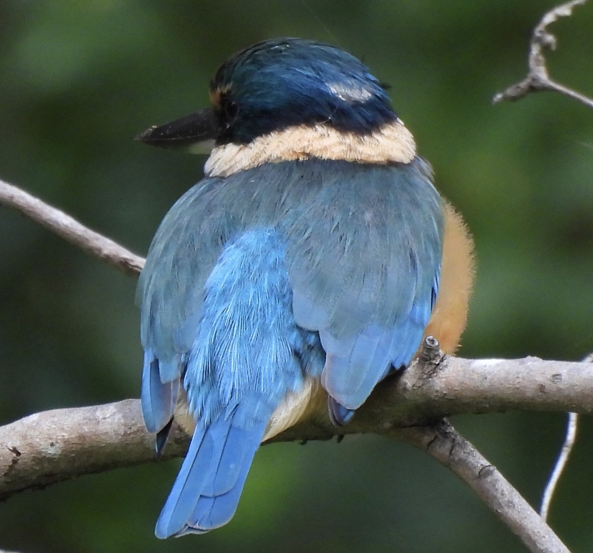 Sacred Kingfisher - Maylene McLeod