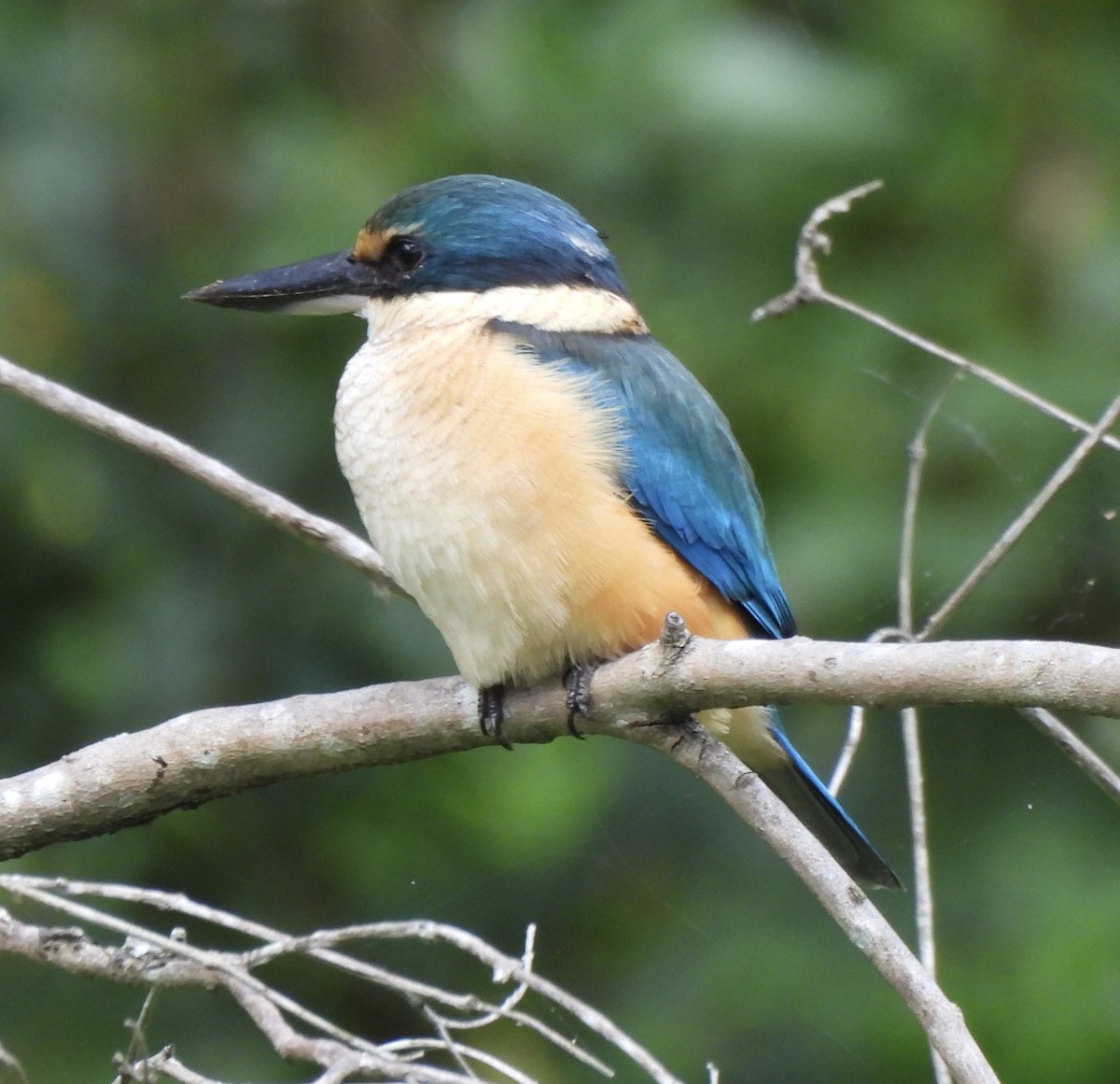 Sacred Kingfisher - Maylene McLeod