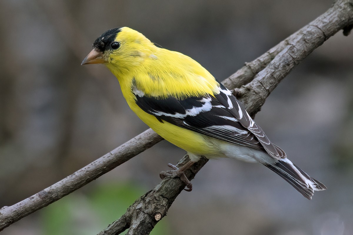 American Goldfinch - ML618134177