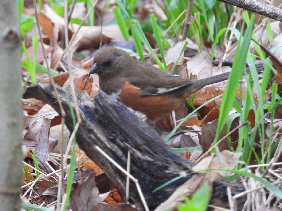 Eastern Towhee - Janet Pellegrini