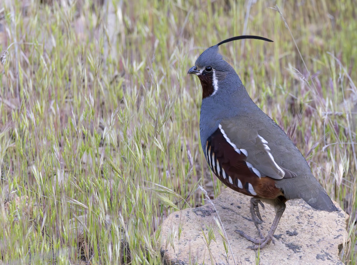 Mountain Quail - Braxton Landsman