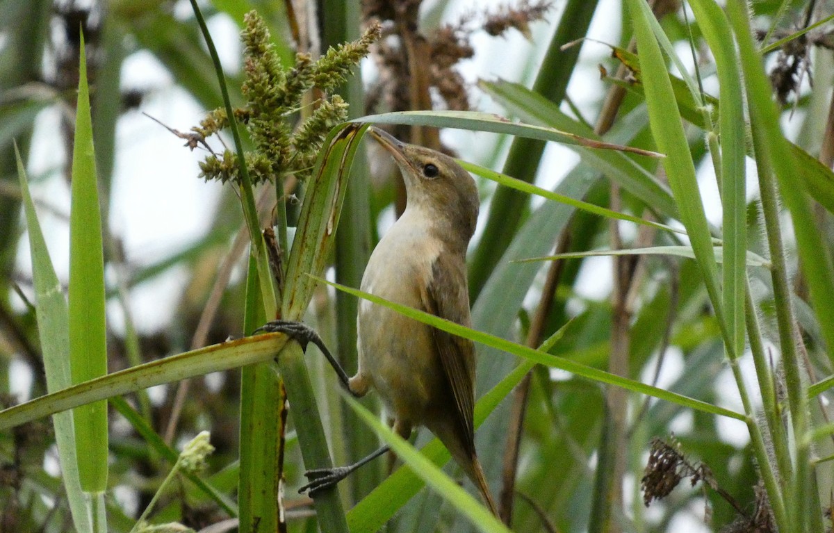 Australian Reed Warbler - Ian Starling