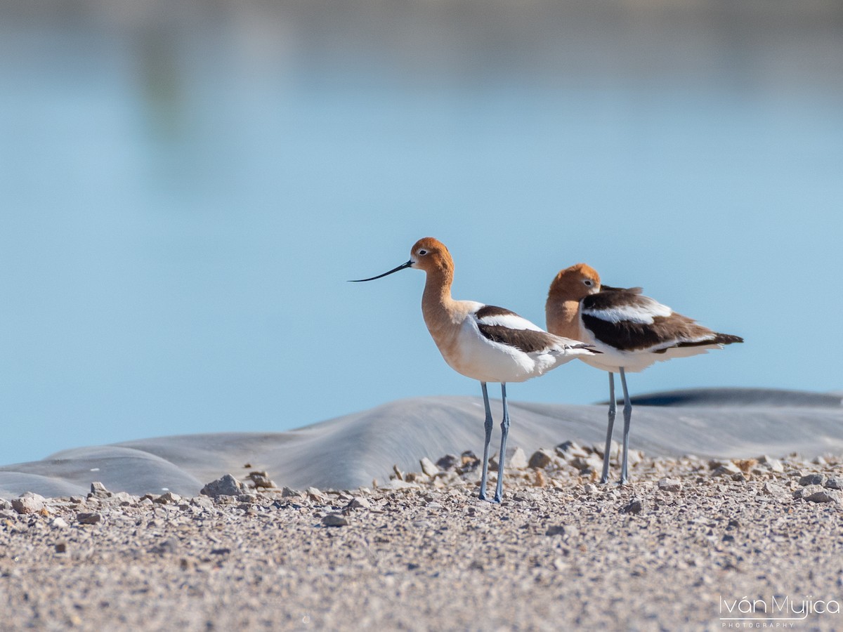 Avocette d'Amérique - ML618134208