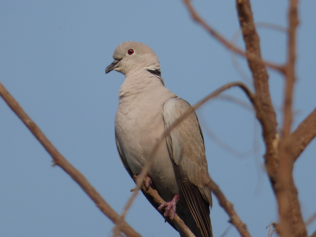 Eurasian Collared-Dove - ML618134235