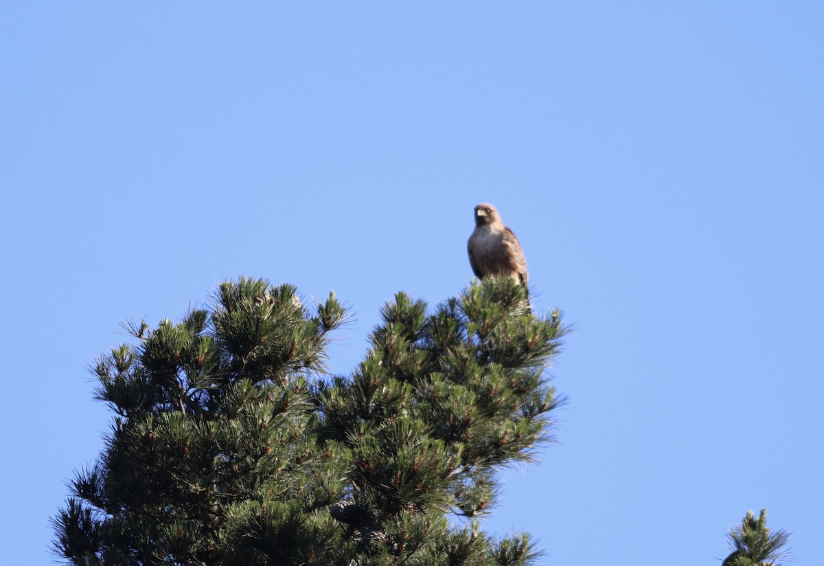 Red-tailed Hawk - Keith Maley