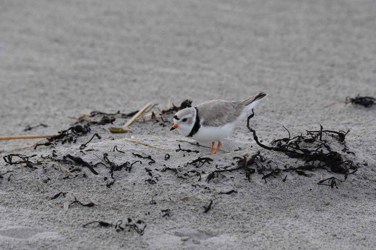 Piping Plover - ML618134237