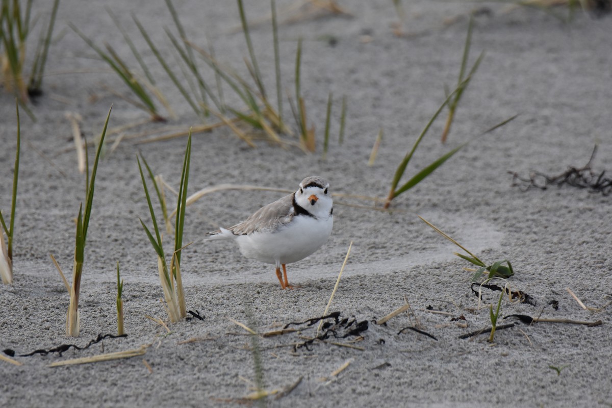 Piping Plover - ML618134239