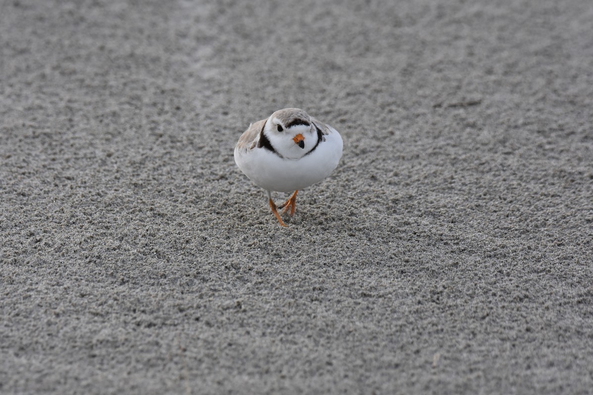 Piping Plover - ML618134240