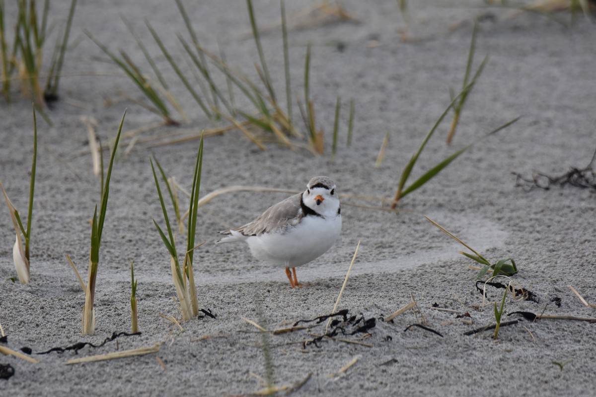 Piping Plover - ML618134244