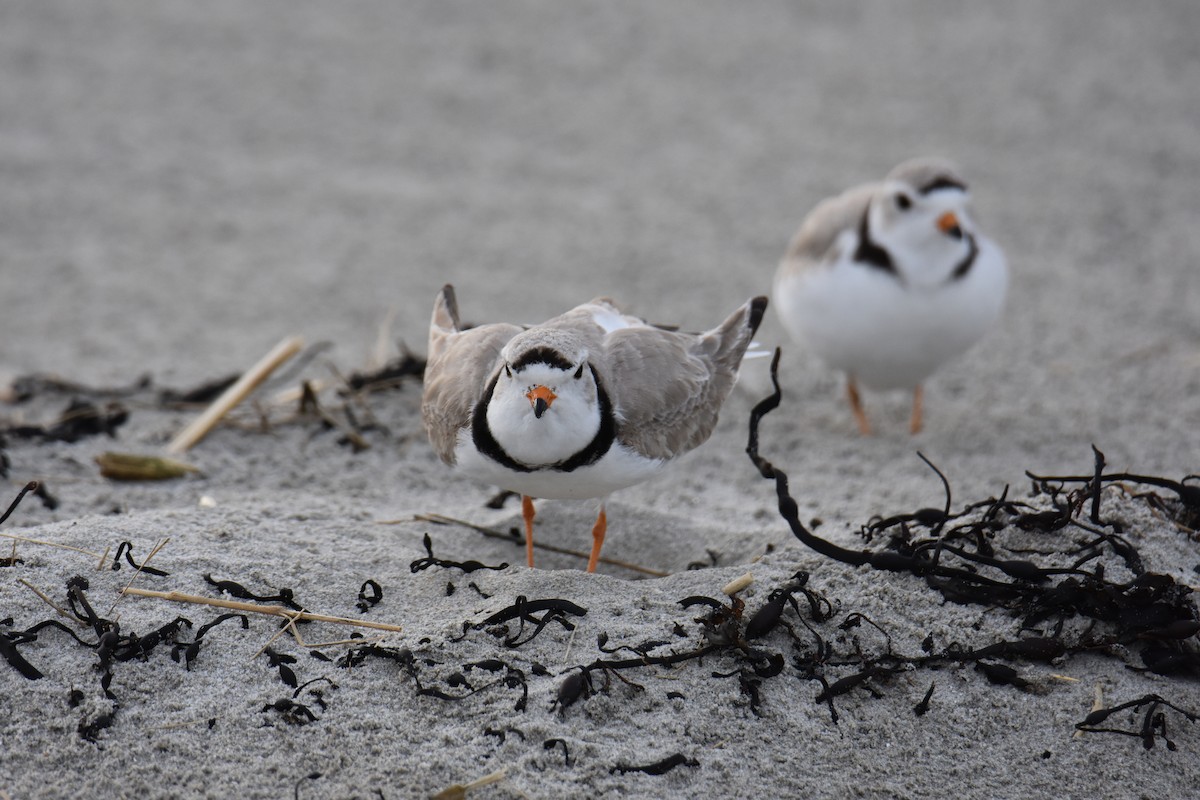 Piping Plover - ML618134251