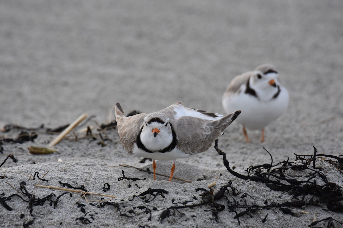 Piping Plover - ML618134252