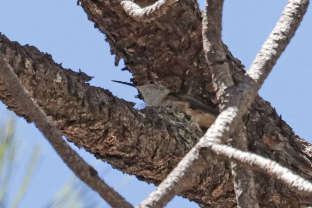 Broad-tailed Hummingbird - ML618134253
