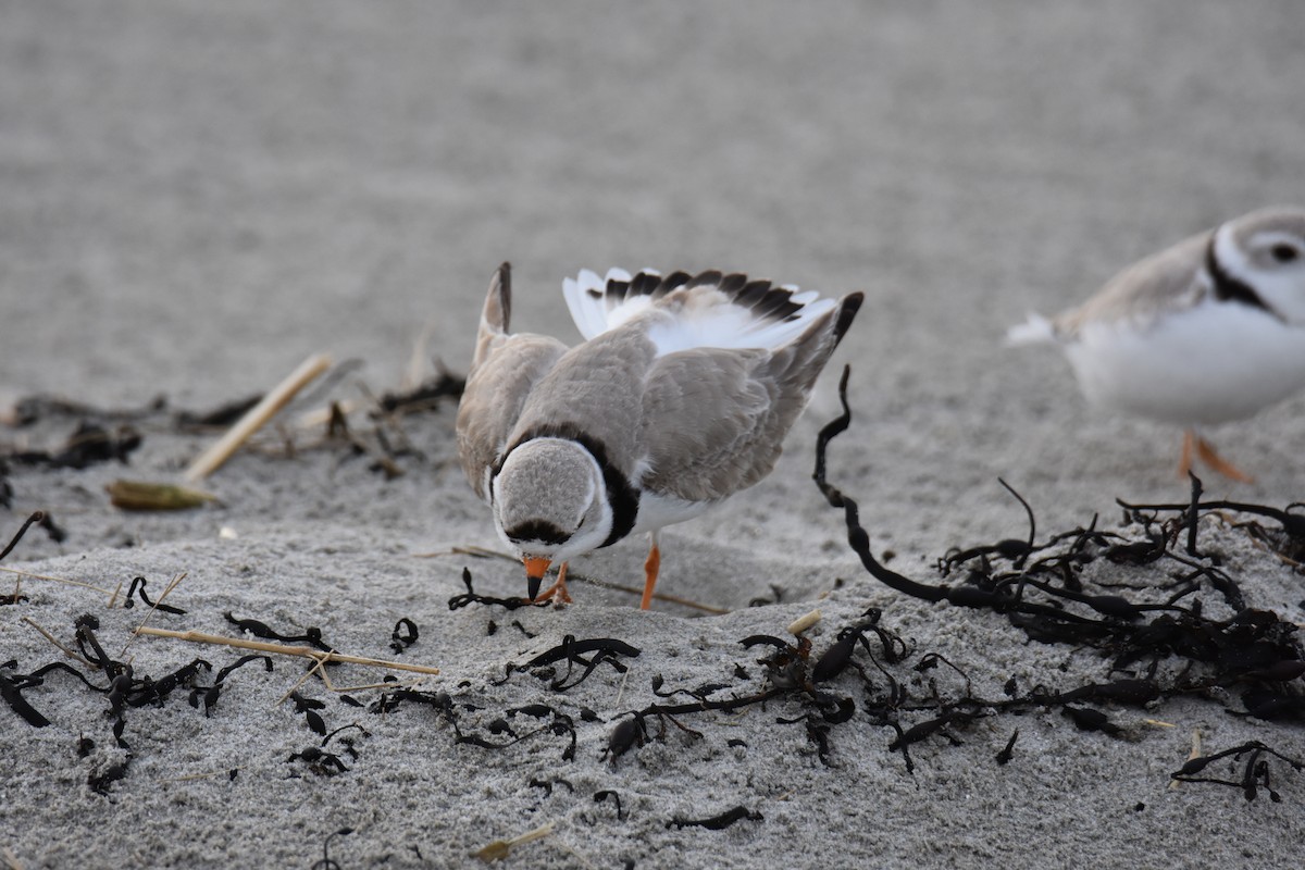 Piping Plover - ML618134254