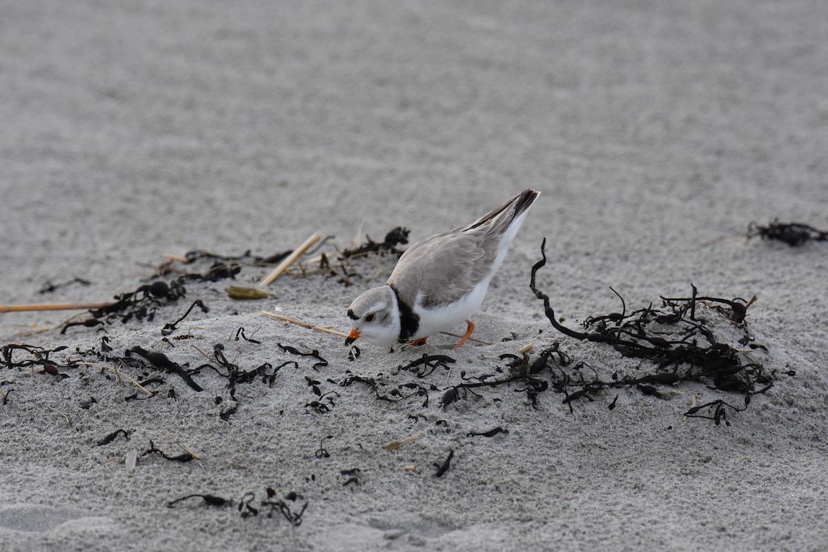 Piping Plover - ML618134255