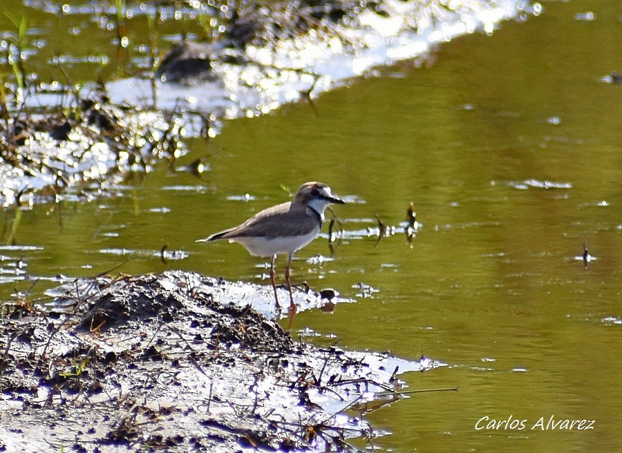 Collared Plover - ML618134274