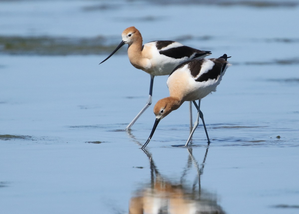 American Avocet - Dean LaTray