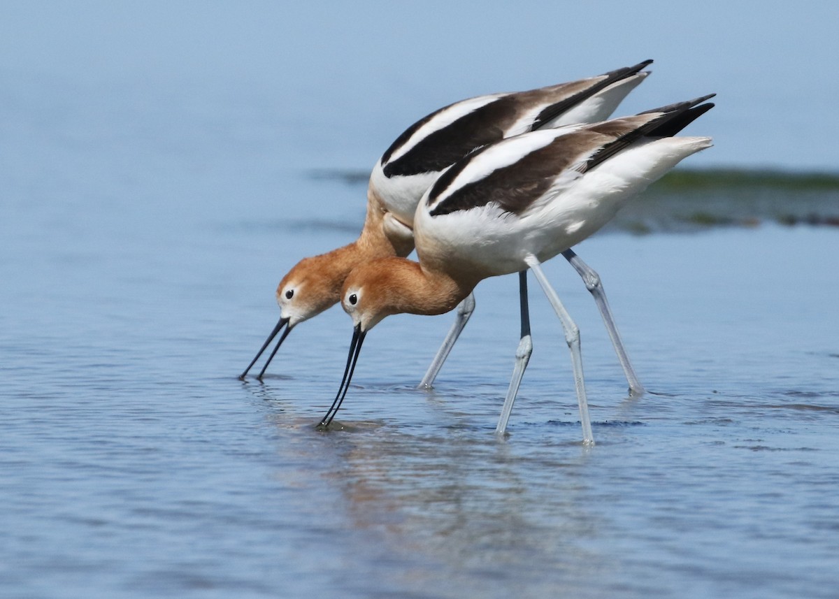 American Avocet - Dean LaTray