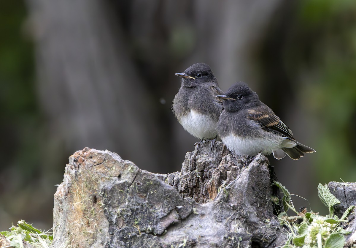 Black Phoebe - Braxton Landsman