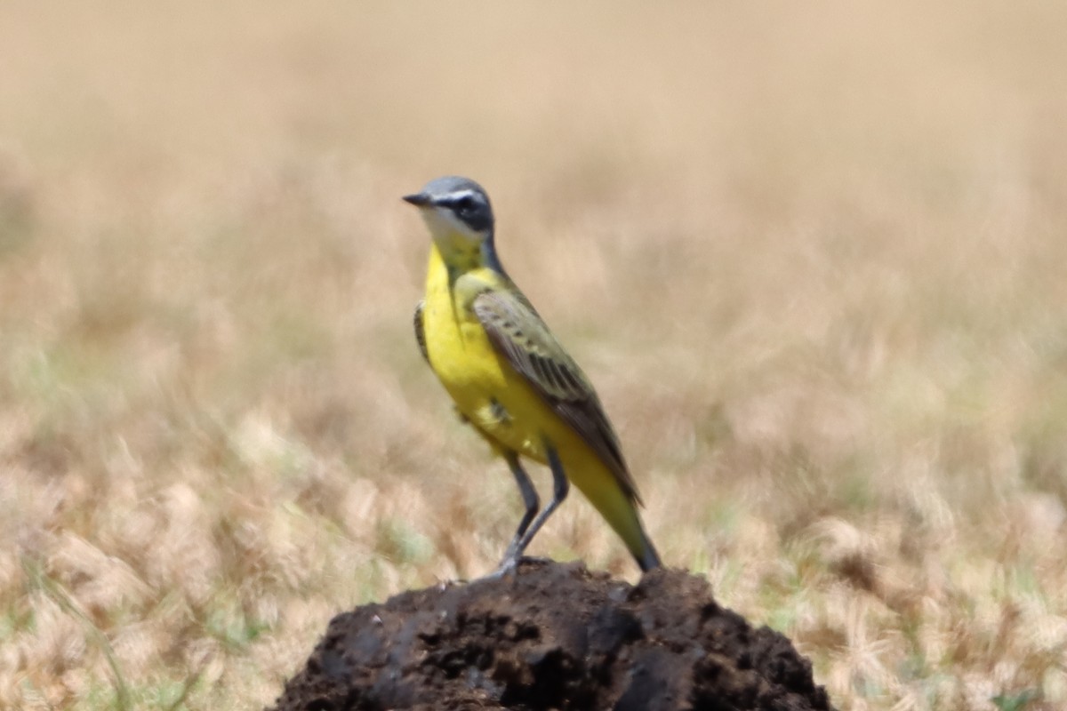 Eastern Yellow Wagtail - David Morrison