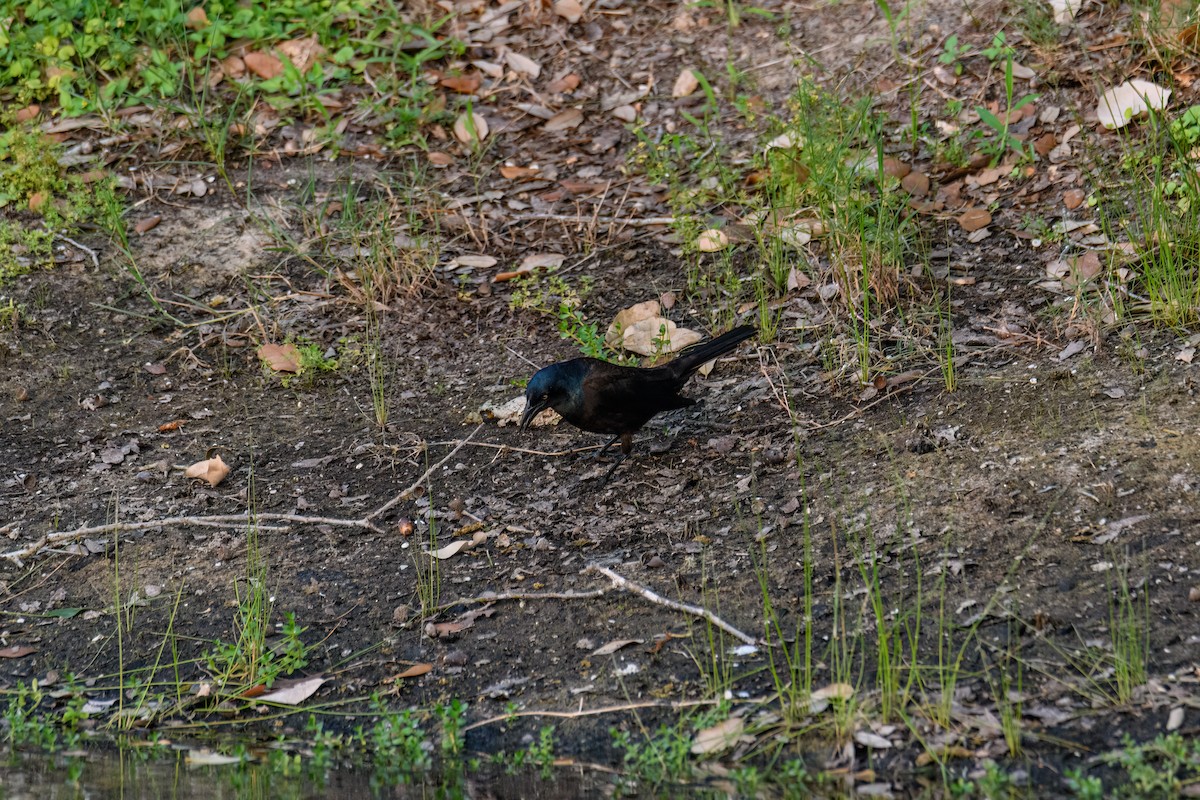 Common Grackle - Ruben Torres