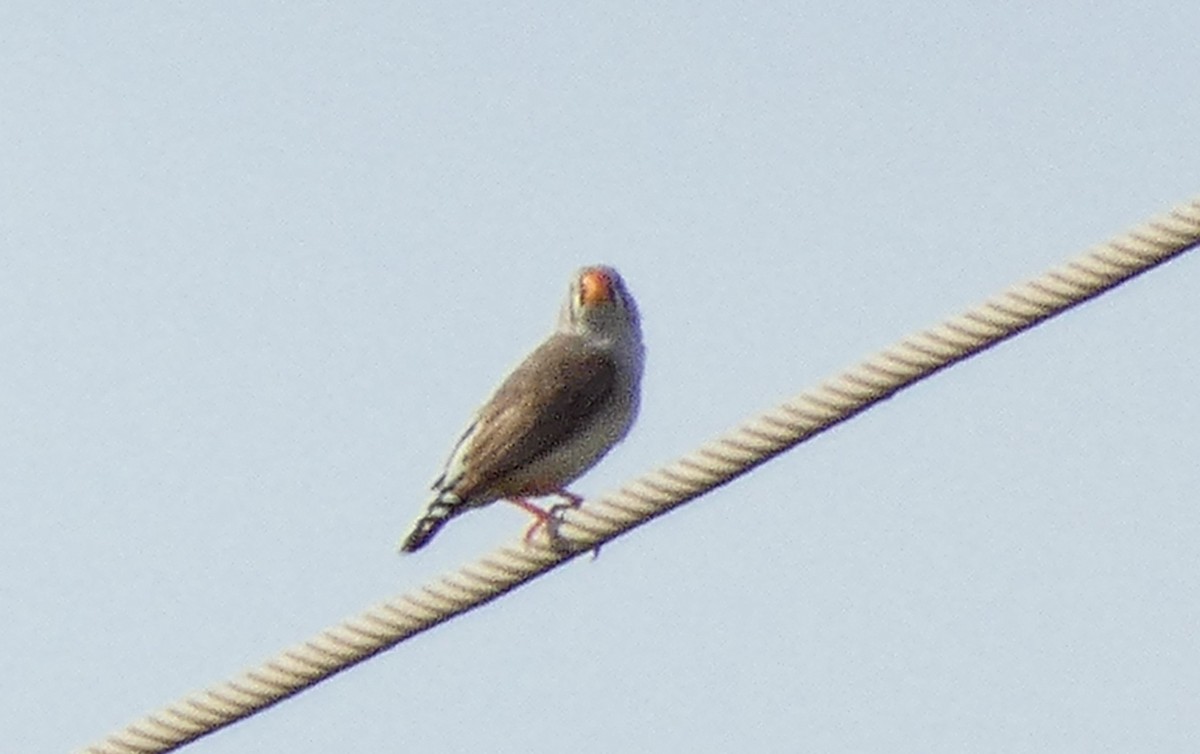 Zebra Finch - Ian Starling