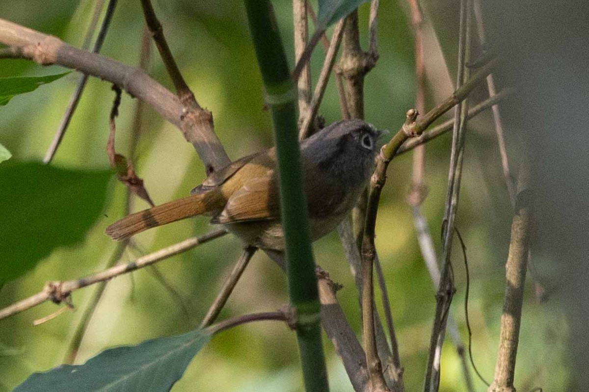 Nepal Fulvetta - ML618134361