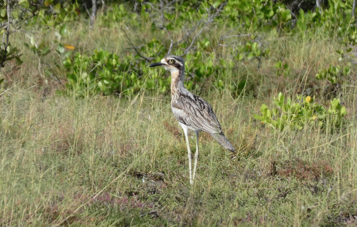 Bush Thick-knee - Ian Starling