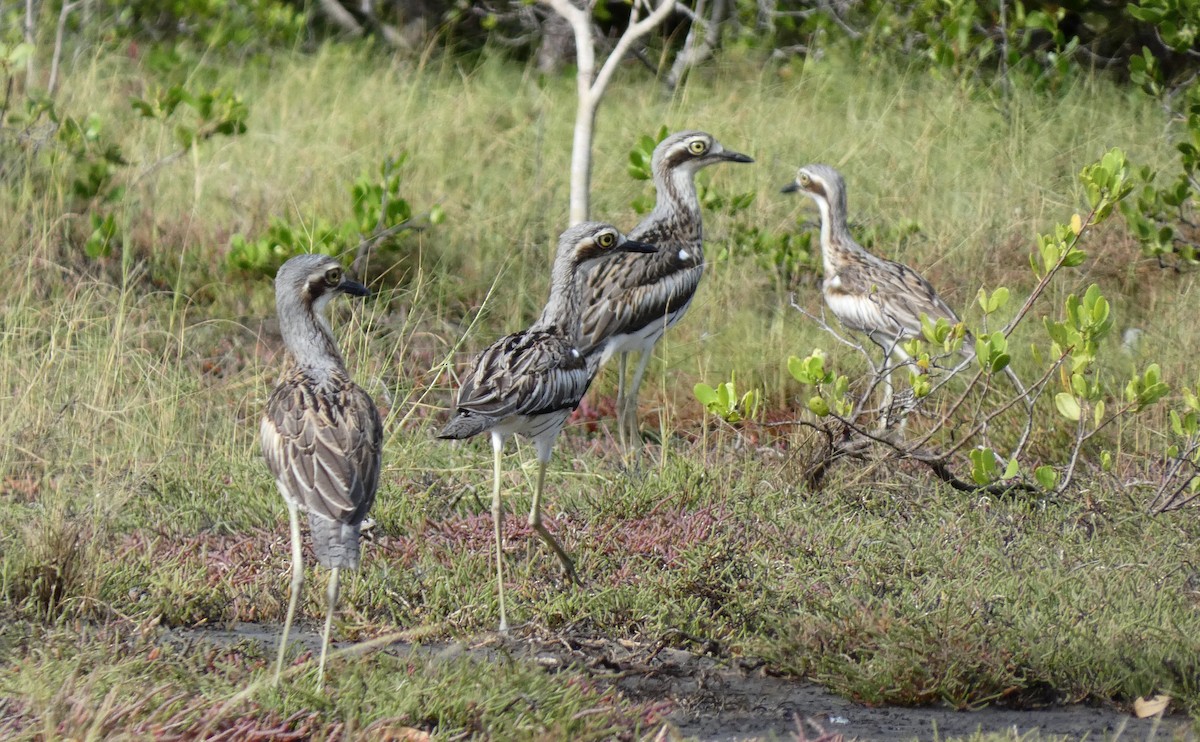 Bush Thick-knee - Ian Starling