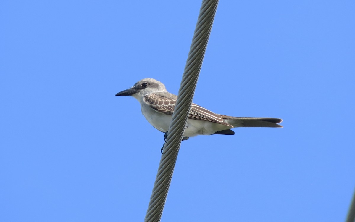 Gray Kingbird - ML618134371