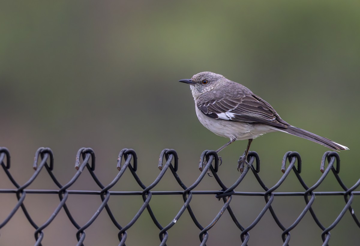 Northern Mockingbird - Braxton Landsman